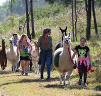 Ottaba Llamas - Accommodation Cairns