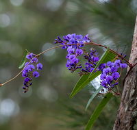 Mann River Nature Reserve - Accommodation Cairns