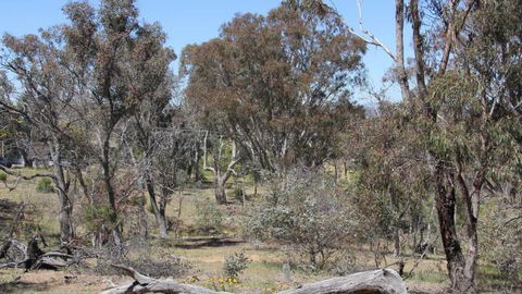 Remembrance Nature Park - Accommodation Cairns 2