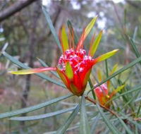 Glenbrook Native Plant Reserve and Nursery - Accommodation Cairns