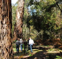 Tallaganda National Park - Accommodation Cairns
