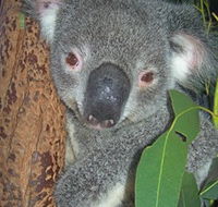 Hunter Valley Zoo - Accommodation Cairns
