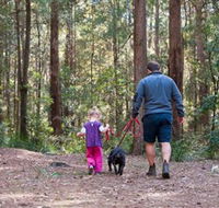 Olney State Forest - Watagan Mountains - Accommodation Cairns