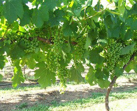 Razorback Ridge Wines - Accommodation Cairns 2