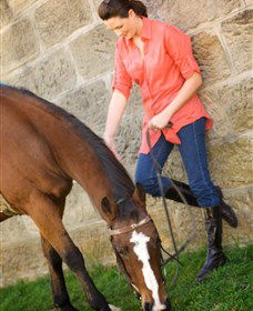 Sugarloaf Horse Centre - Accommodation Cairns 2