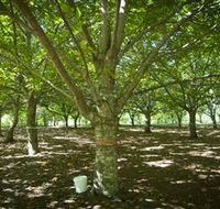 Sassafras Nuts - Accommodation Cairns