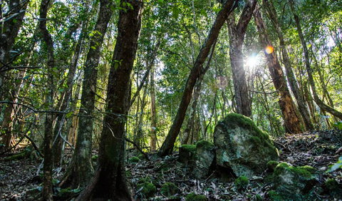 Hidden Treasure Track - Accommodation Cairns 1