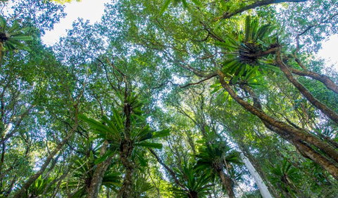 Hidden Treasure Track - Accommodation Cairns 2