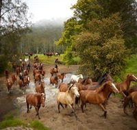 Glenworth Valley Horse Riding - Accommodation Cairns