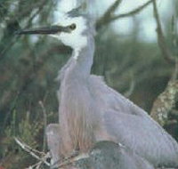 Jack Smith Lake State Game Reserve - Accommodation Cairns