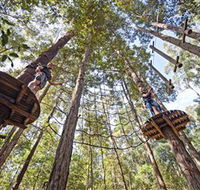 TreeTop Adventure Park Central Coast - Accommodation Cairns