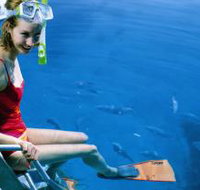 Roy Rufus Artificial Reef Dive Site - Accommodation Cairns