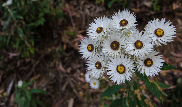 Banda Banda NSW Accommodation Cairns