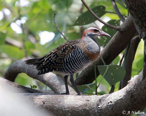 Cooloola Nature - Accommodation Cairns 1