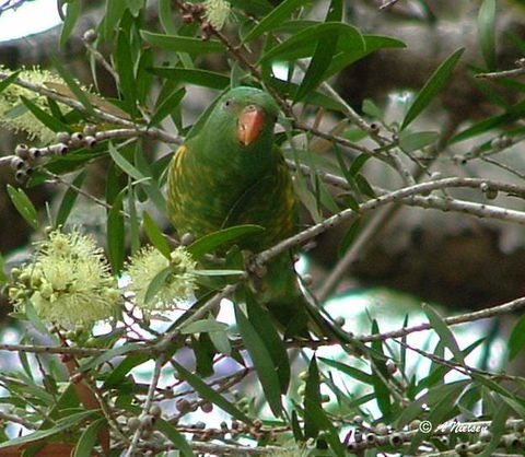 Cooloola Nature - Accommodation Cairns 8