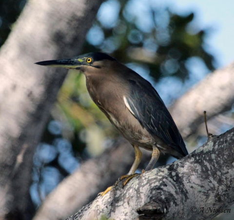 Cooloola Nature - Accommodation Cairns 10