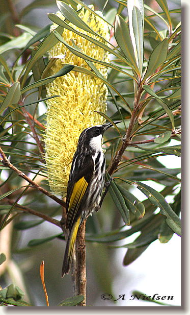 Cooloola Nature - Accommodation Cairns 11
