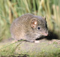 Munmorah State Conservation Area - Accommodation Cairns