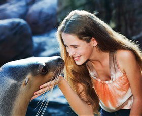 Sea Life Sunshine Coast - Accommodation Cairns 1