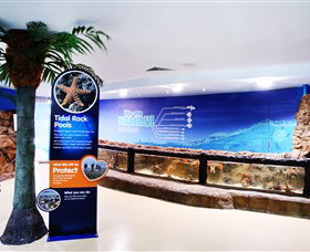Sea Life Sunshine Coast - Accommodation Cairns 2