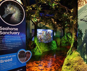 Sea Life Sunshine Coast - Accommodation Cairns 3