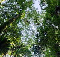 Botanic walk - Accommodation Cairns