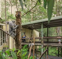 Daisy Hill Koala Centre - Accommodation Cairns