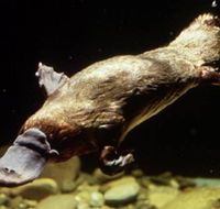 Platypus Pool - Accommodation Cairns