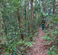 Blackbutt walking track - Accommodation Cairns