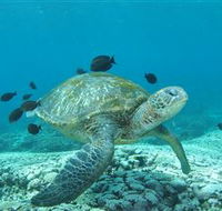 Flinders Reef Dive Site - Accommodation Cairns