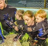 Irukandji Shark and Ray Encounters - Accommodation Cairns