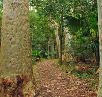 Depot Beach Rainforest walk - Accommodation Cairns