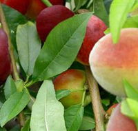 Fruit Salad Tree Company - Accommodation Cairns
