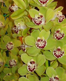 Tinonee Orchid Nursery - Accommodation Cairns 1