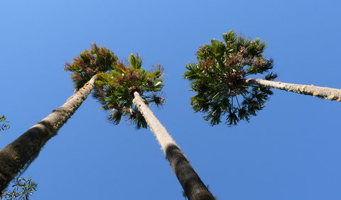 Plateau Circuit Loop Trail - Accommodation Cairns 1