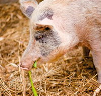 Djanbung Permaculture Gardens - Accommodation Cairns
