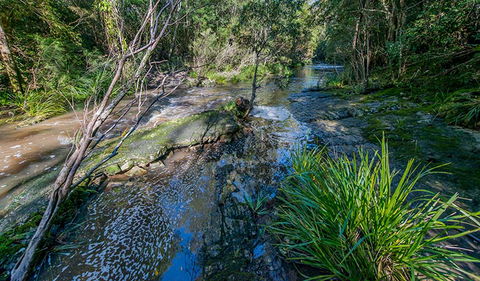 Dawson River Walking Track - Accommodation Cairns 0