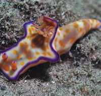 Curtain Artificial Reef Dive Site - Accommodation Cairns