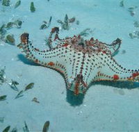 The Pines Dive Site - Accommodation Cairns