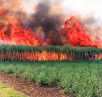 Reeves Family Sugar Cane Farm - Accommodation Cairns