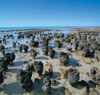 Hamelin Pool Stromatolites - Accommodation Cairns