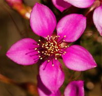 Flora - Accommodation Cairns