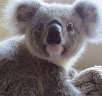 Koala Care Centre in Lismore - Accommodation Cairns