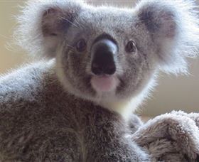 Koala Care Centre In Lismore - Accommodation Cairns 0