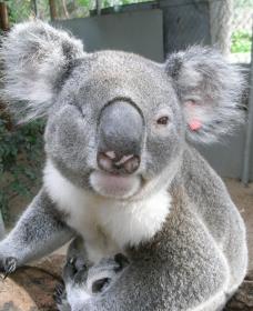 Koala Care Centre In Lismore - Accommodation Cairns 1
