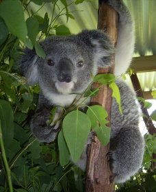 Koala Care Centre In Lismore - Accommodation Cairns 2