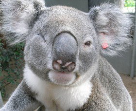 Koala Care Centre In Lismore - Accommodation Cairns 3