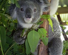 Koala Care Centre In Lismore - Accommodation Cairns 4