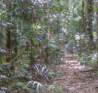 Big Scrub loop walking track - Accommodation Cairns