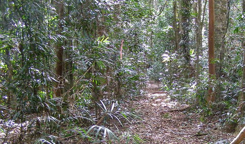 Big Scrub Loop Walking Track - Accommodation Cairns 0
